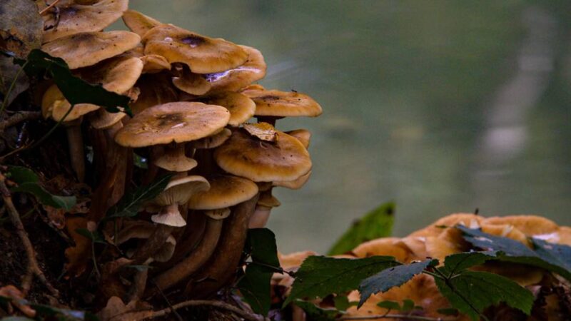 Aufruf an unsere Leserinnen und Leser: Schicken Sie uns Ihre schönsten Herbstfotos
