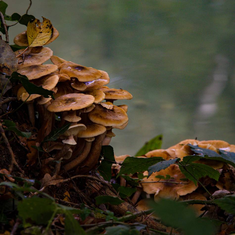 Aufruf an unsere Leserinnen und Leser: Schicken Sie uns Ihre schönsten Herbstfotos