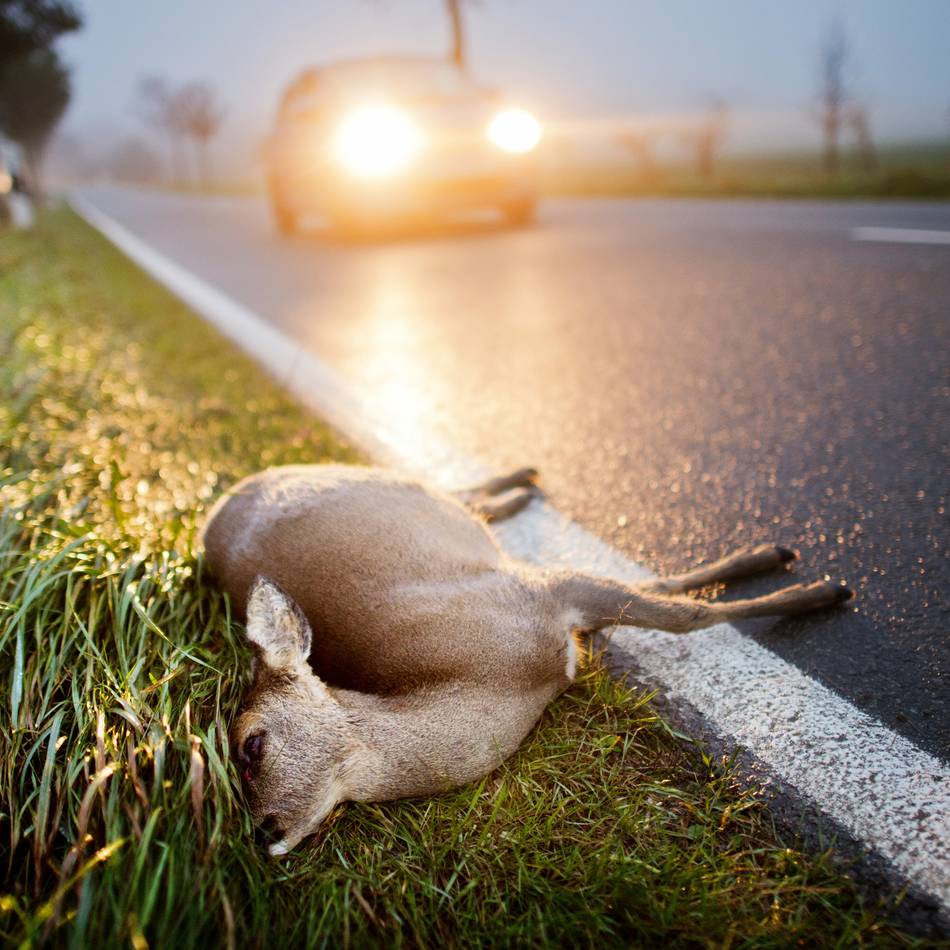 Viele Wildunfälle durch Umleitungsstrecke: „Mir stehen die Tränen in den Augen“