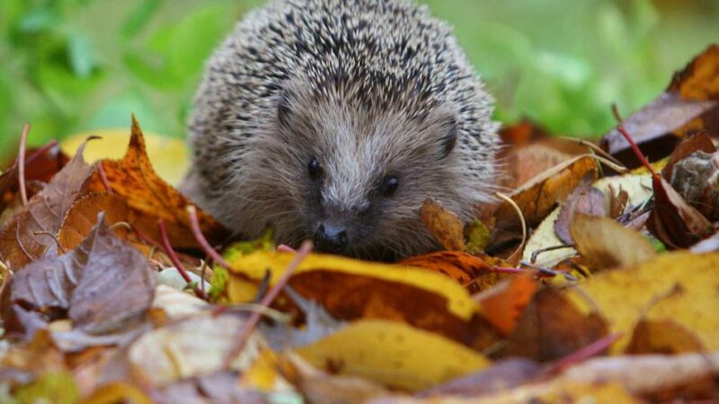 Info-Veranstaltung im Rathaus: Wie Xantener dem Igel ein Platz für den Winterschlaf schaffen können