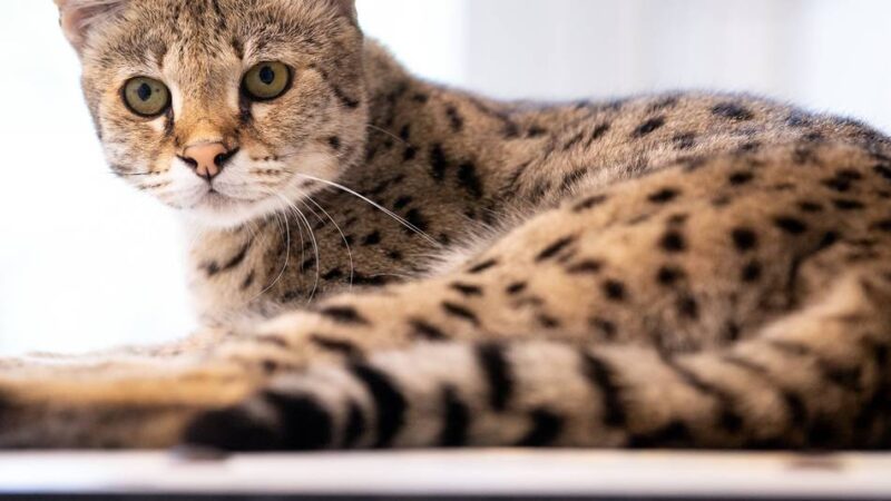 „Muffin“ sorgt für juristischen Streit: Gericht gibt Stadt Recht – Savannah-Katze zu gefährlich für Klever Wohngebiet