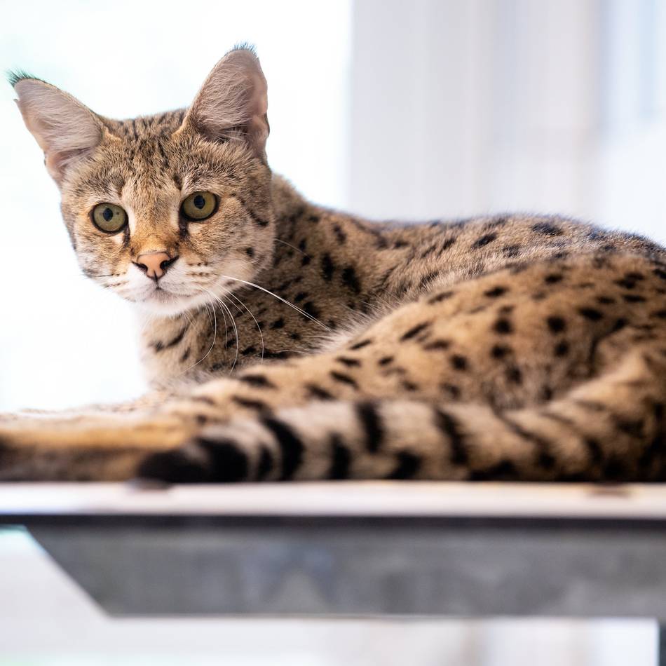 „Muffin“ sorgt für juristischen Streit: Gericht gibt Stadt Recht – Savannah-Katze zu gefährlich für Klever Wohngebiet
