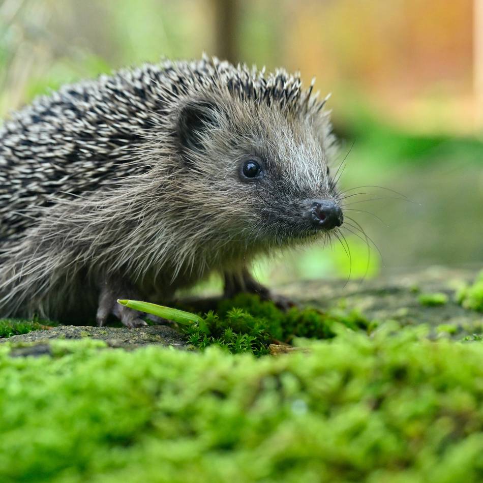 Tierschützer appellieren: Bitte mehr Rücksicht auf Tiere bei Gartenpflege