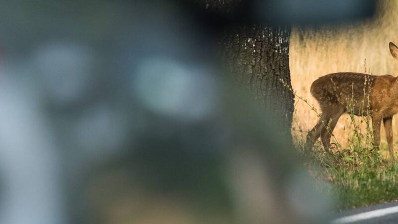 Tote Rehe und Hasen: So viele Wildunfälle gibt es in der Region