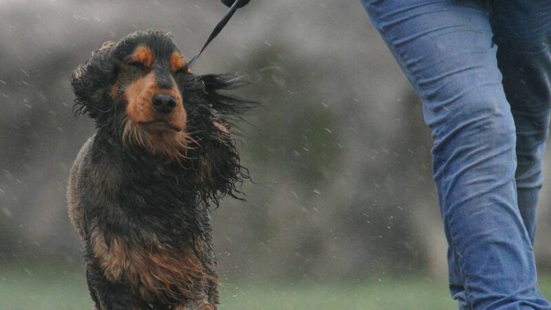 Böen von bis zu 80 km/h in Hilden und Haan: Wetterdienst warnt vor Sturmböen
