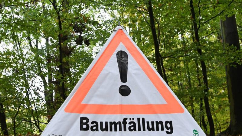 Verkehrssicherheit in Viersen: Stadt muss neun Pappeln fällen lassen