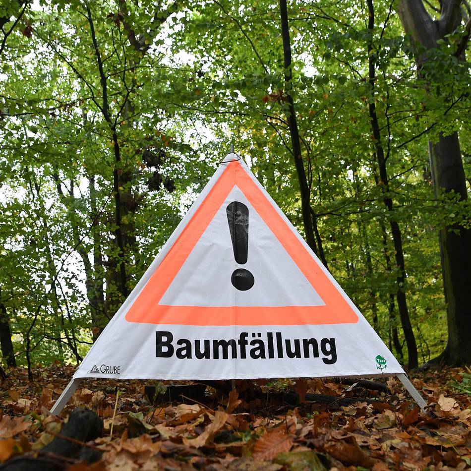 Verkehrssicherheit in Viersen: Stadt muss neun Pappeln fällen lassen