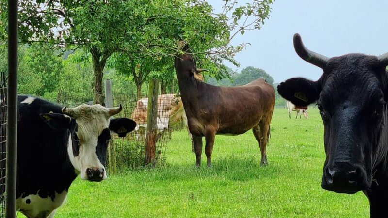 10. Agroforst-Praxisstammtisch Niederrhein: Wie Hecken und Gehölze die Klimaresilienz verbessern können