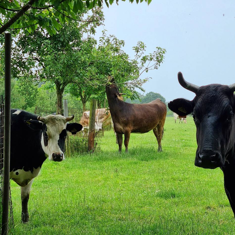 10. Agroforst-Praxisstammtisch Niederrhein: Wie Hecken und Gehölze die Klimaresilienz verbessern können