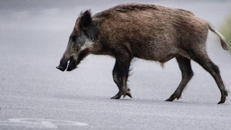 Unfall auf der Bundesstraße 483 Richtung Schwelm: Radevormwalderin nach Unfall mit Wildschwein leicht verletzt