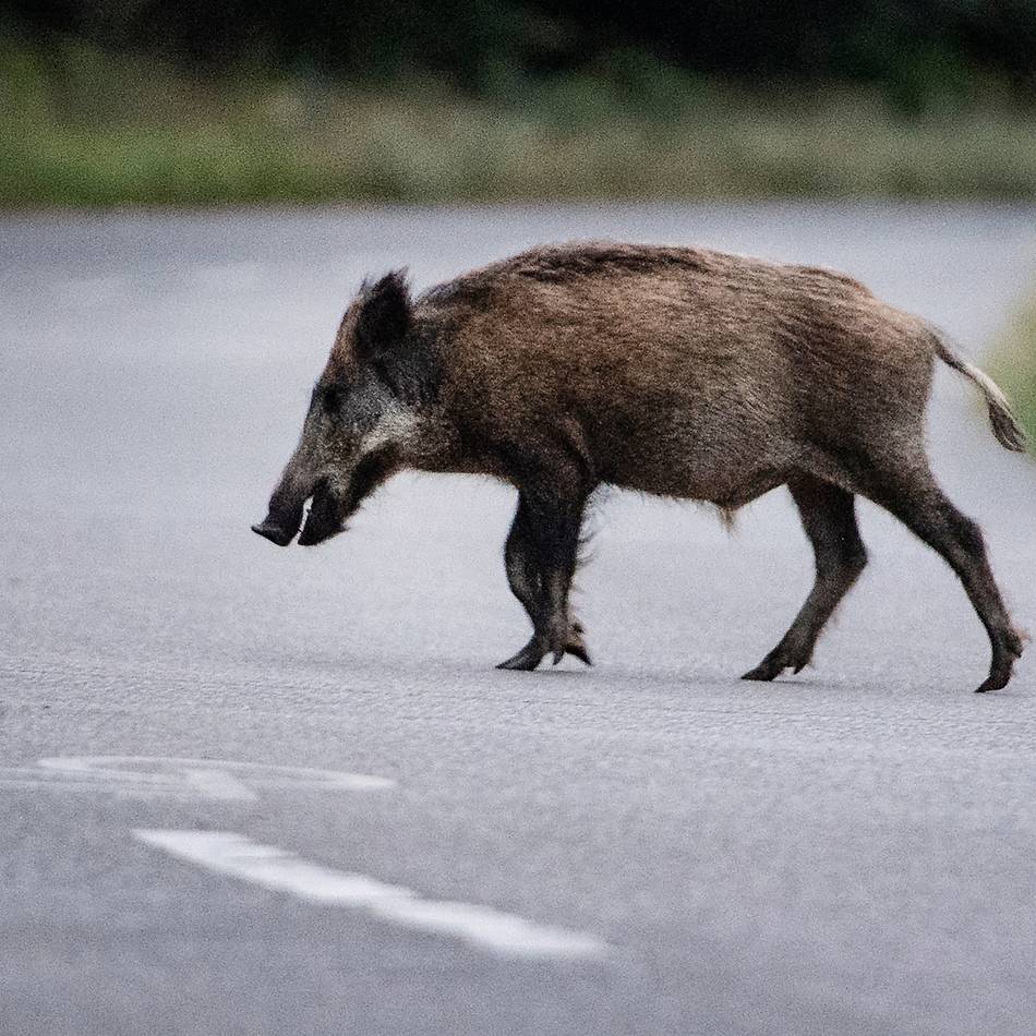 Unfall auf der Bundesstraße 483 Richtung Schwelm: Radevormwalderin nach Unfall mit Wildschwein leicht verletzt