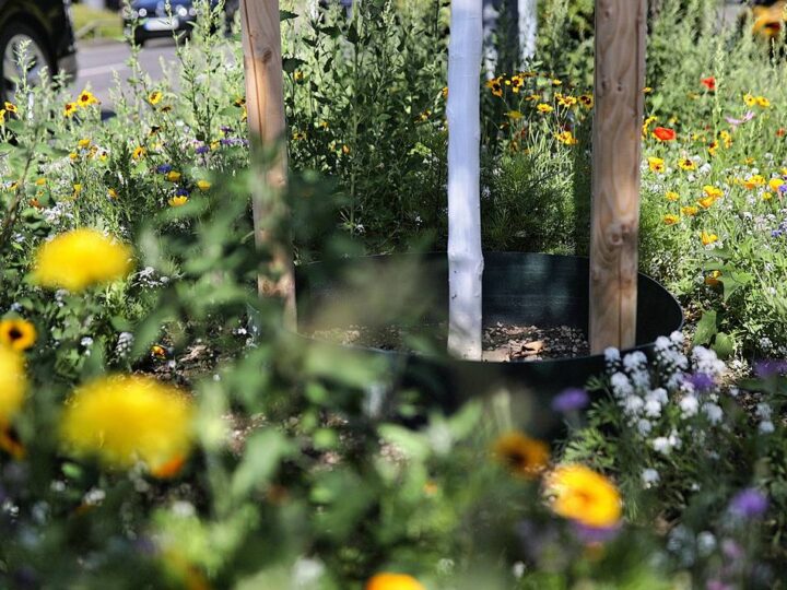 Klimaschutz in Kempen: Stadt bekommt über 400.000 Euro für mehr Grün