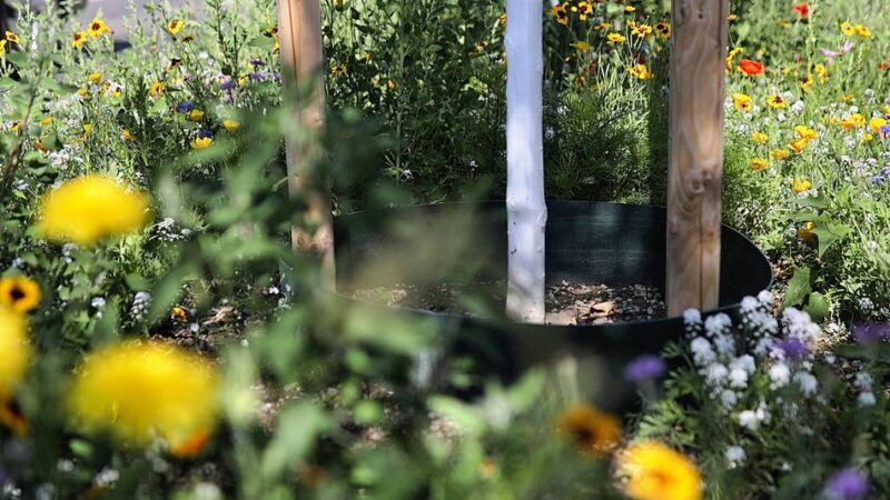 Klimaschutz in Kempen: Stadt bekommt über 400.000 Euro für mehr Grün