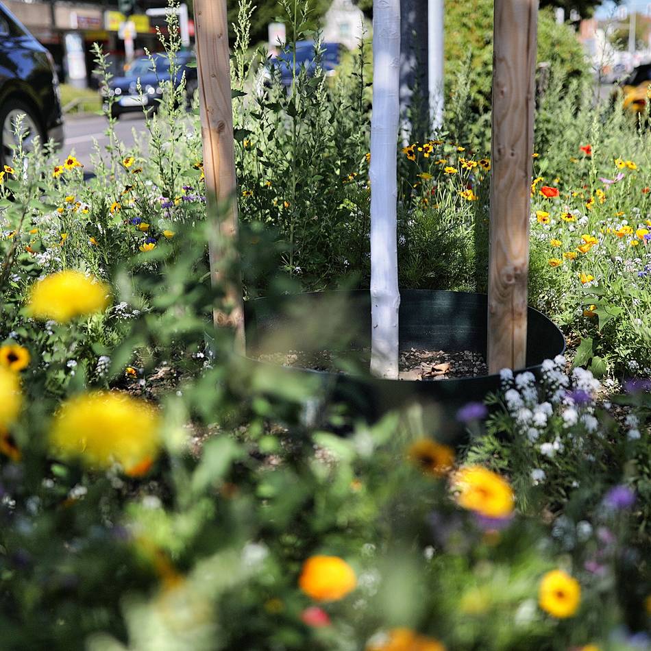 Klimaschutz in Kempen: Stadt bekommt über 400.000 Euro für mehr Grün