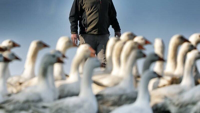 Anspannung auf Gut Schobbenhaus in der Mettmanner Außenbürgschaft: Das sind die Sicherheitsmaßnahmen gegen Vogelgrippe
