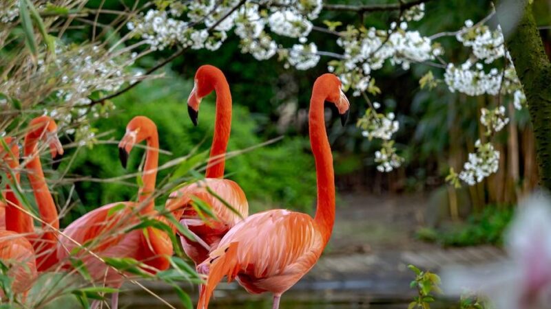 Flamingos und Pelikane in Gefahr: Wie sich der Zoo Duisburg vor der Vogelgrippe schützt