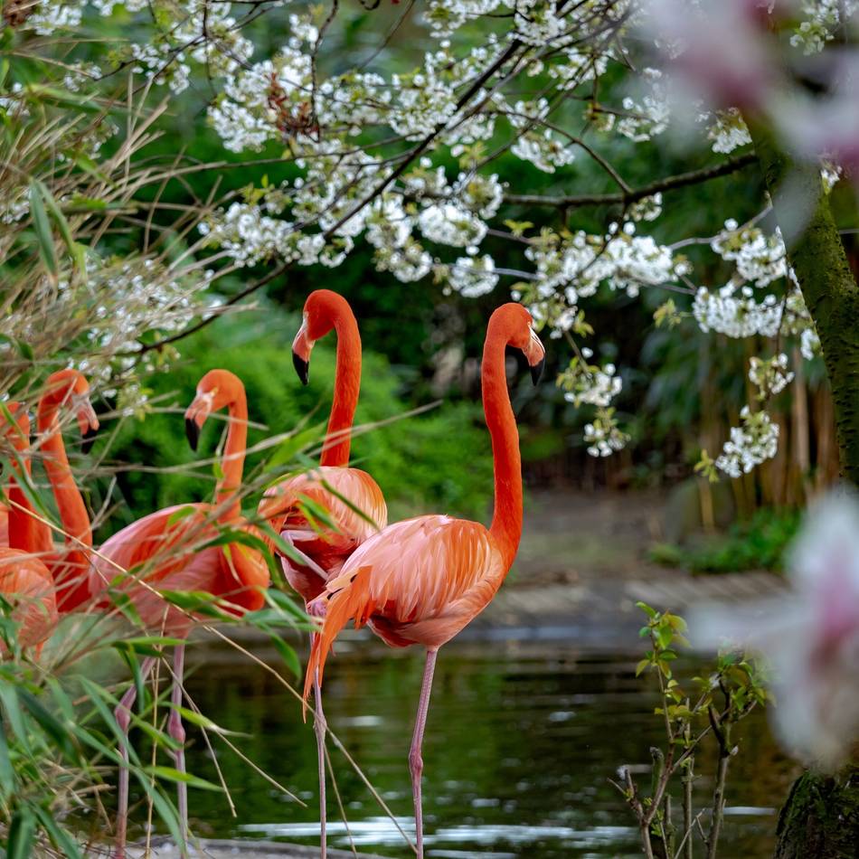 Flamingos und Pelikane in Gefahr: Wie sich der Zoo Duisburg vor der Vogelgrippe schützt
