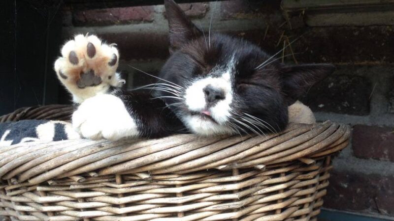 Tipps von Tierfreunden aus Weeze: Uhr zurückgestellt – so reagieren Katze und Hund darauf
