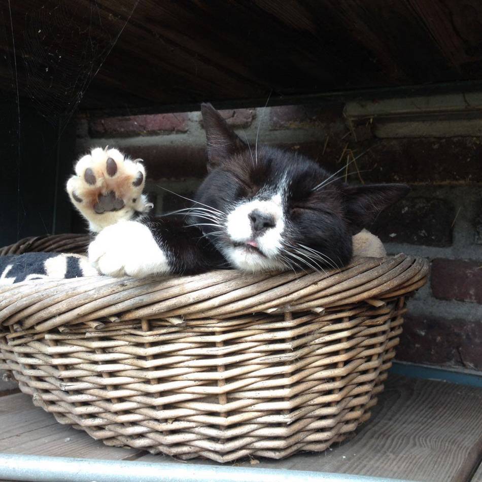 Tipps von Tierfreunden aus Weeze: Uhr zurückgestellt – so reagieren Katze und Hund darauf