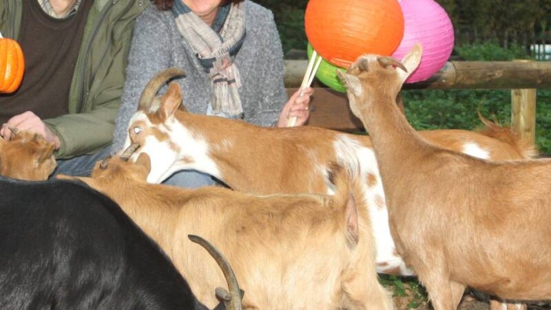 Saisonabschluss im Tier- und Naturpark Brüggen: Erstes Kürbisfest – mit Laternenwanderung und Marshmallow-Spießen