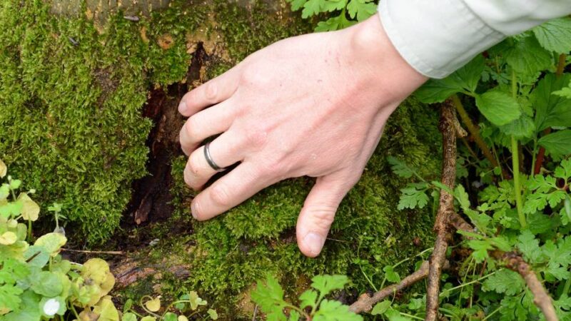 Vegetation in Düsseldorf: Stadt fällt weitere 134 kranke Bäume