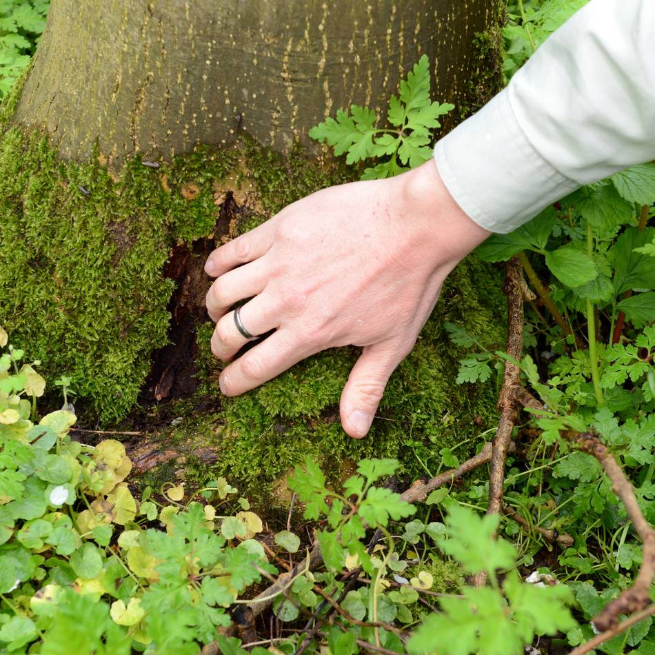 Vegetation in Düsseldorf: Stadt fällt weitere 134 kranke Bäume