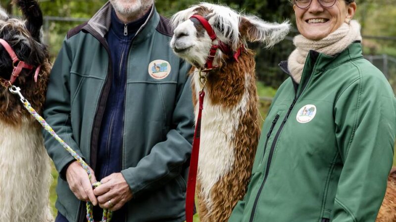Tiere in Düsseldorf: Zwei entzückende Lama-Damen ergänzen die Alpaka-Herde
