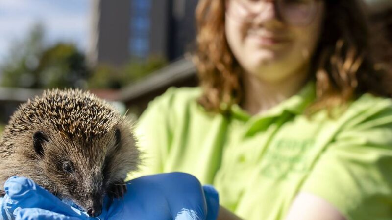 Tierschutz in Düsseldorf: Tierheim Düsseldorf sucht dringend Pflegestellen für Igel