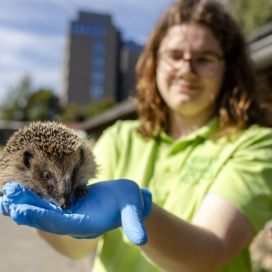 Tierschutz in Düsseldorf: Tierheim Düsseldorf sucht dringend Pflegestellen für Igel