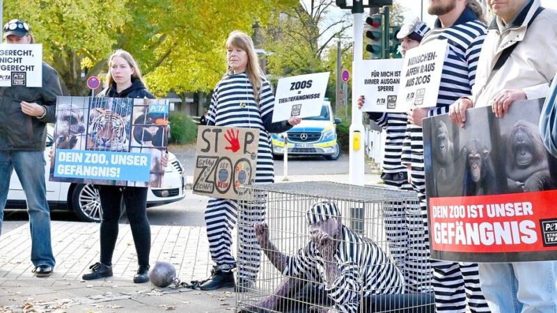 Protest gegen Affenwaldhaus: Wie ein Affe im Käfig – Peta demonstriert am Krefelder Zoo