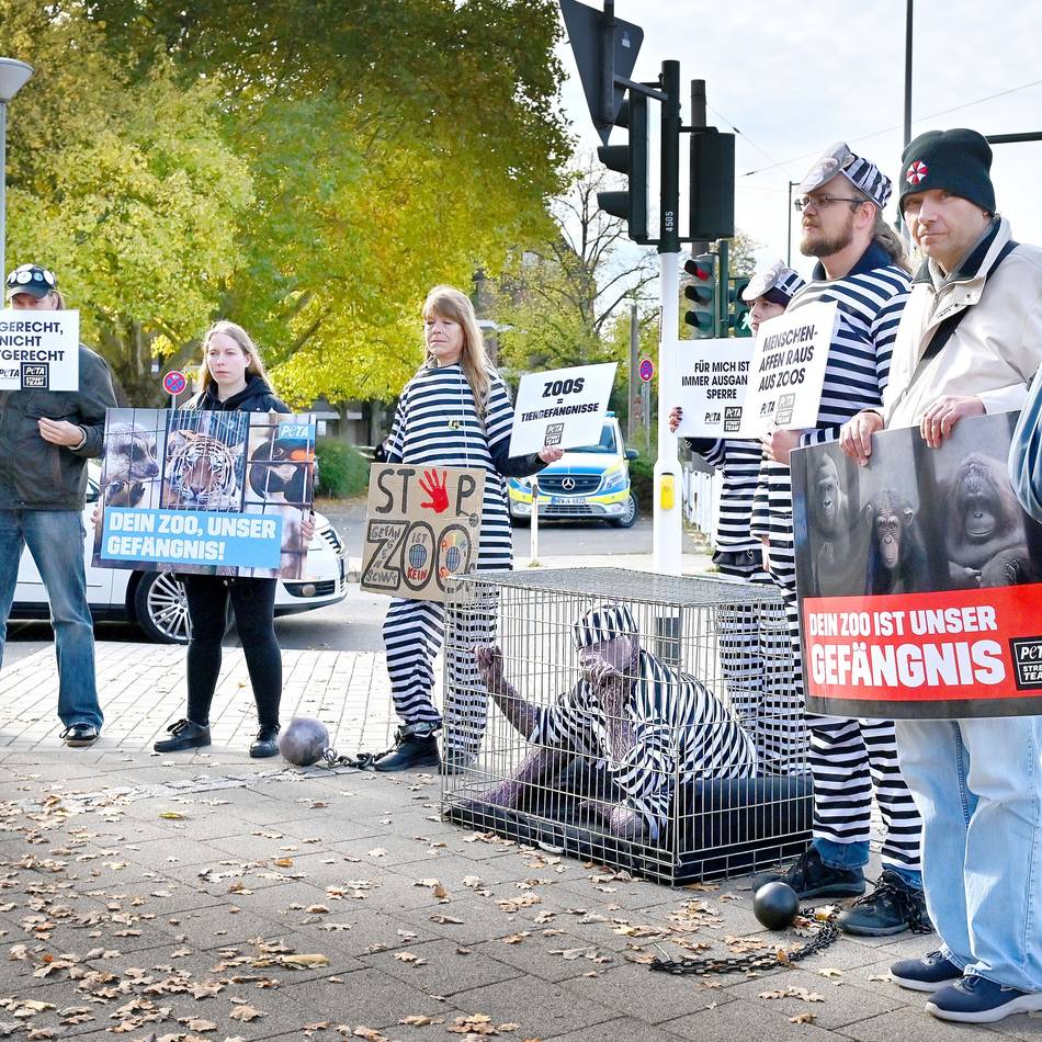 Protest gegen Affenwaldhaus: Wie ein Affe im Käfig – Peta demonstriert am Krefelder Zoo