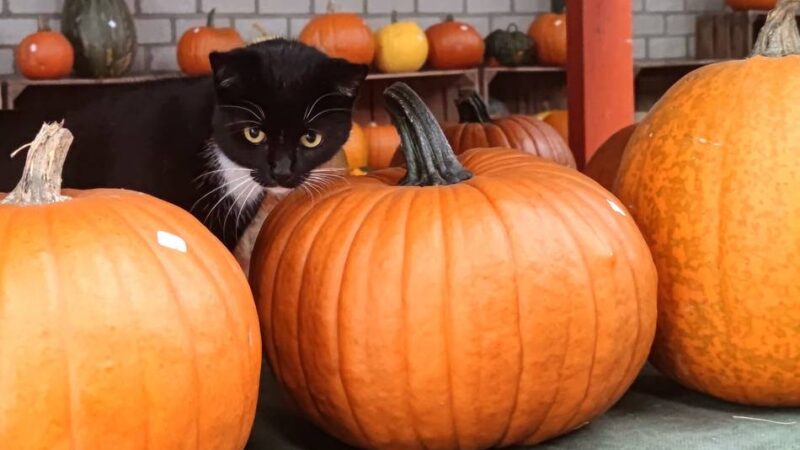 Herbst im Grenzland: So bunt ist die Kürbiszeit auf den Höfen in der Region