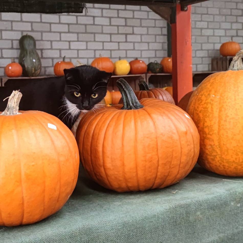 Herbst im Grenzland: So bunt ist die Kürbiszeit auf den Höfen in der Region