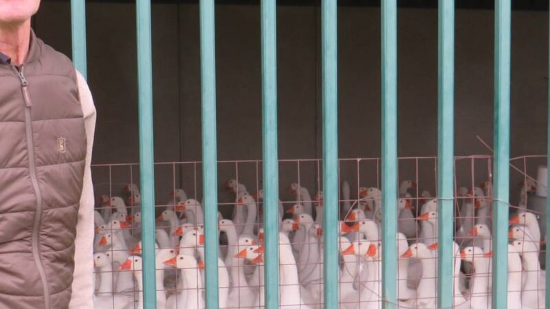 Vogelgrippe-Sorge in Duisburg: „Ich bin jeden Morgen heilfroh, wenn die Tiere im Stall gesund sind“