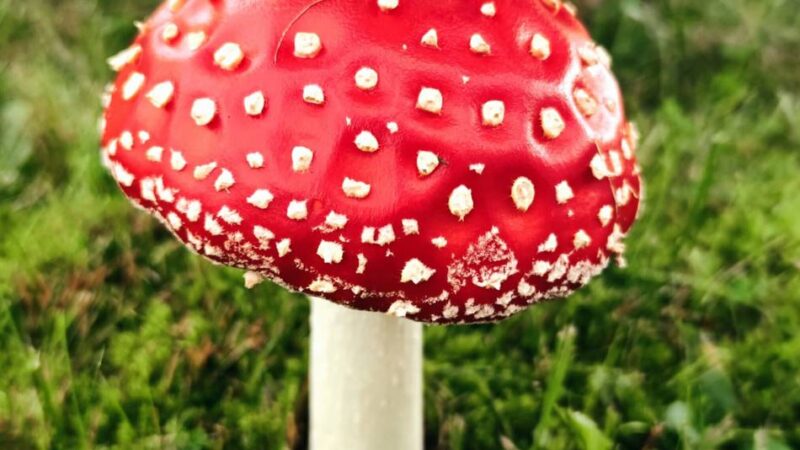 Kreis Viersen: Herbstfotos unserer Leser gesucht