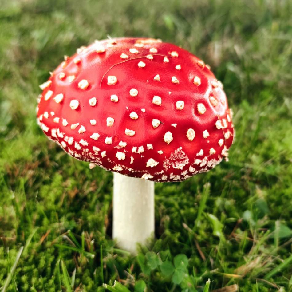 Kreis Viersen: Herbstfotos unserer Leser gesucht
