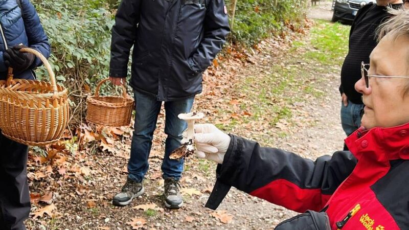 Einblick in die Mykologie in Nettetal: Vorsicht Doppelgänger! Pilze sammeln für Anfänger