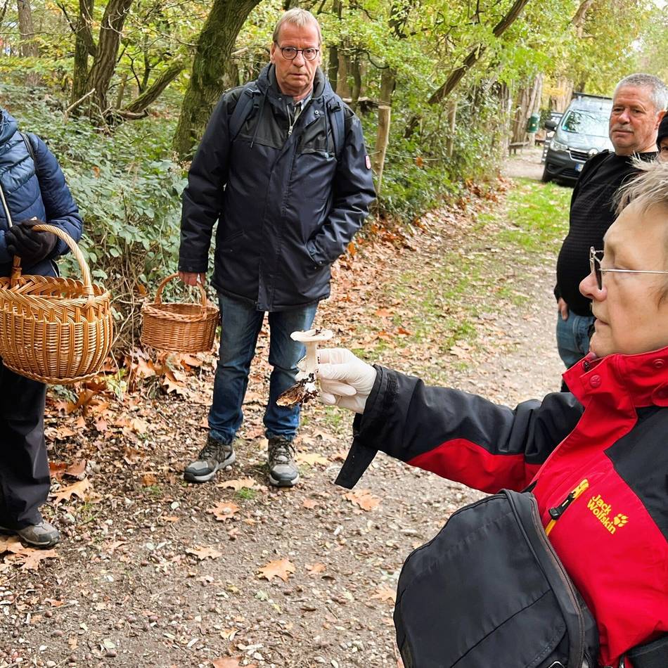 Einblick in die Mykologie in Nettetal: Vorsicht Doppelgänger! Pilze sammeln für Anfänger