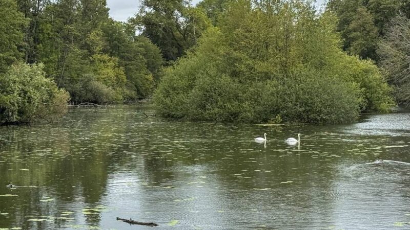 Nach Befall mit Wasserlinsen: Wasserqualität der Niepkuhlen in Krefeld steigt wieder