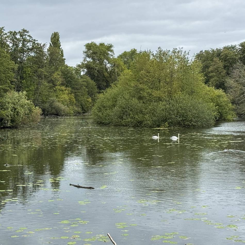 Nach Befall mit Wasserlinsen: Wasserqualität der Niepkuhlen in Krefeld steigt wieder