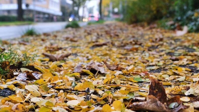 Stadt Ratingen gibt Tipps: Das Herbstlaub richtig entsorgen