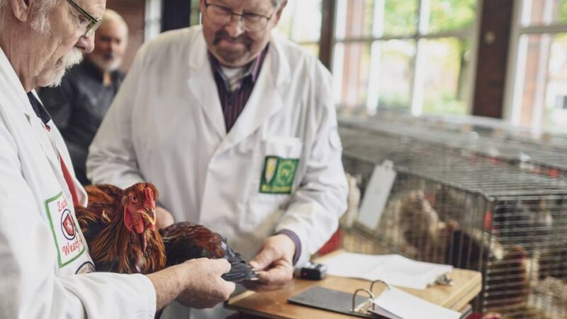 268 Tiere in der Mehrzweckhalle: Züchter präsentieren ihr bestes Federvieh in Materborn
