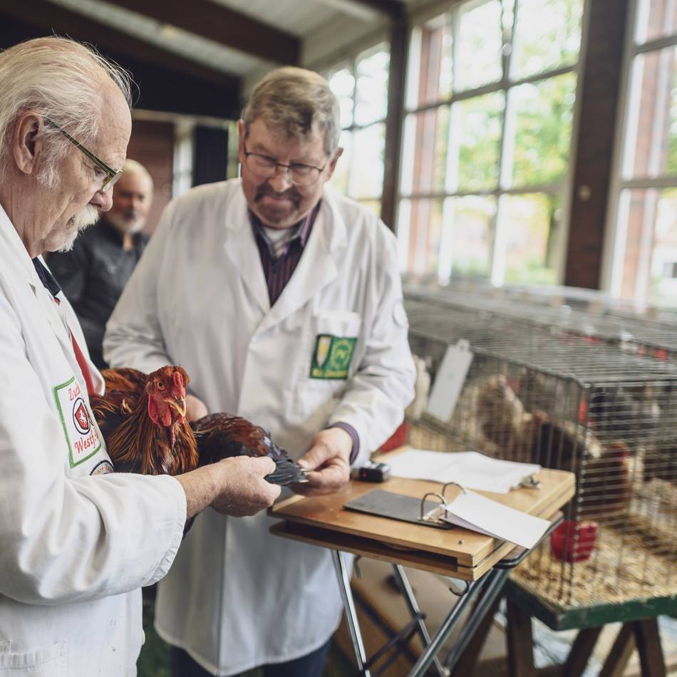 268 Tiere in der Mehrzweckhalle: Züchter präsentieren ihr bestes Federvieh in Materborn