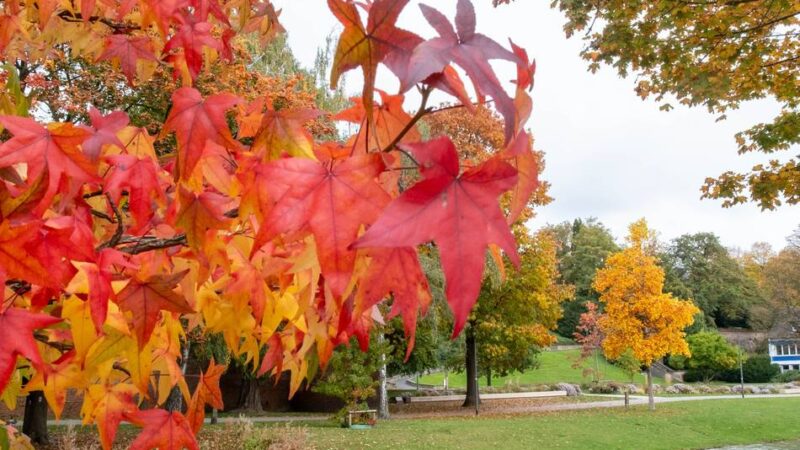 Bunte Blätter in Mönchengladbach: Der Herbst ist da – und mit ihm ein wunderschönes Farbenspiel