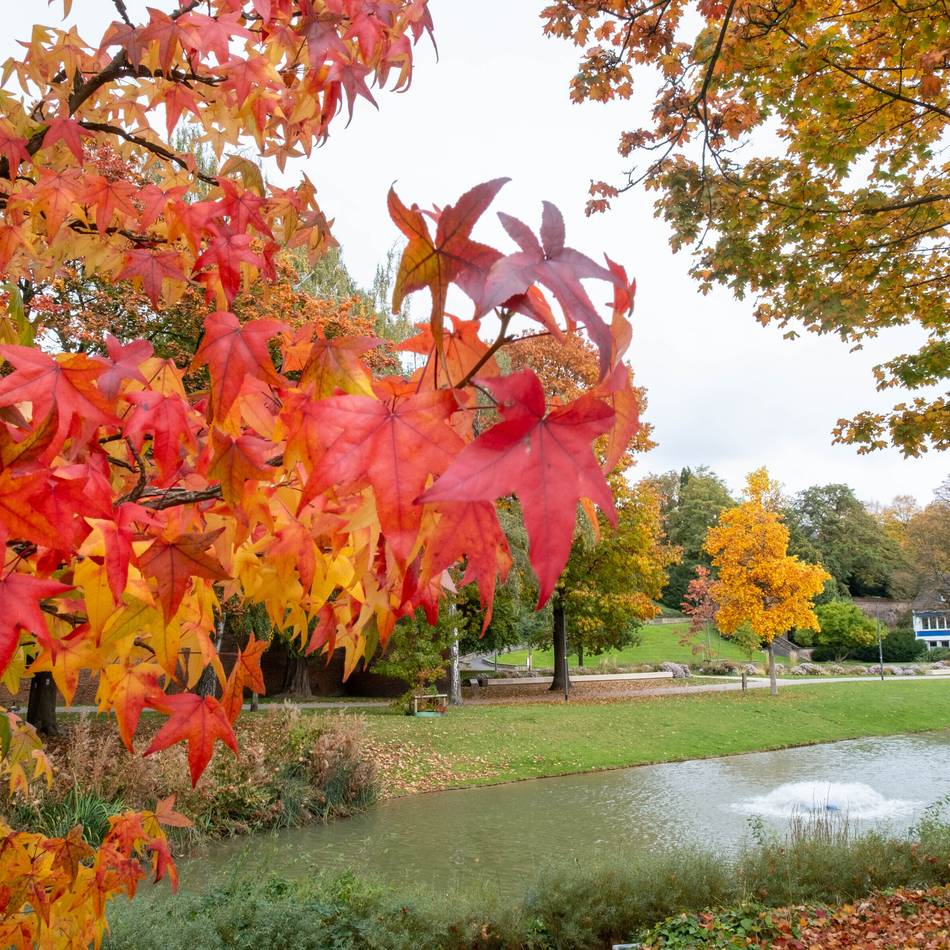 Bunte Blätter in Mönchengladbach: Der Herbst ist da – und mit ihm ein wunderschönes Farbenspiel