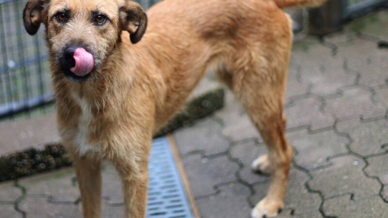 „Tier der Woche“ in Wermelskirchen: Hundedame „Felina“ ist ein echter Wirbelwind