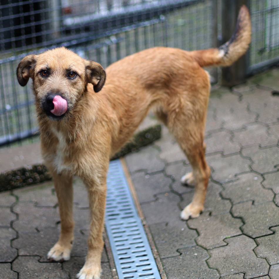„Tier der Woche“ in Wermelskirchen: Hundedame „Felina“ ist ein echter Wirbelwind