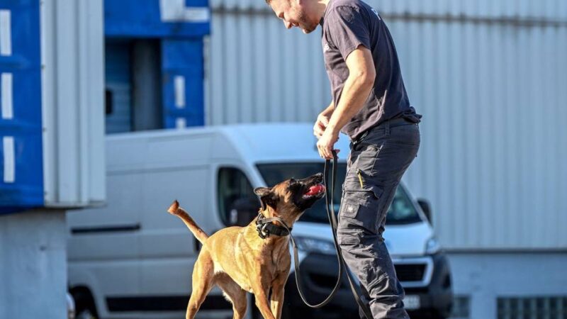 Polizeihunde trainieren in Kempen: Im Einsatz auf vier Pfoten