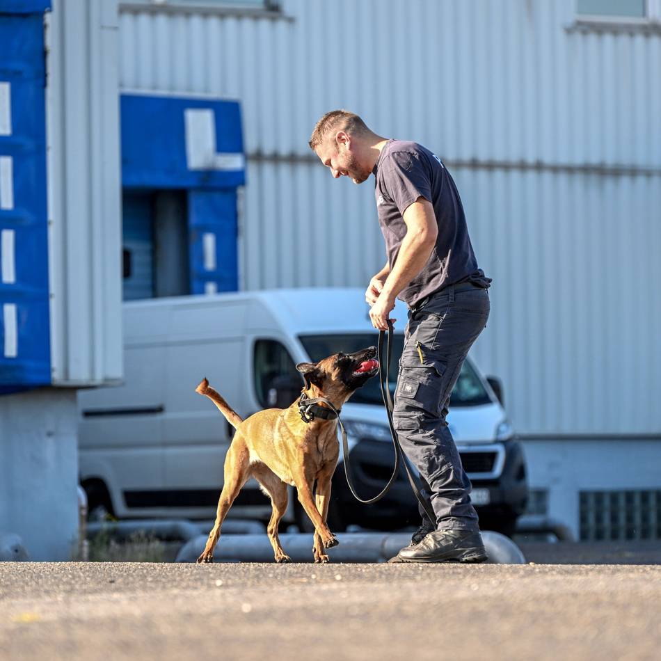 Polizeihunde trainieren in Kempen: Im Einsatz auf vier Pfoten