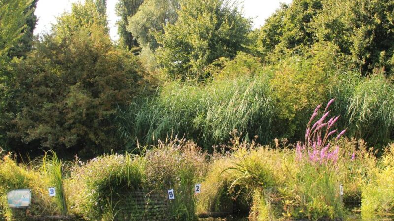 Pilotprojekt in Kleve: Der Spoykanal blüht auf mit schwimmenden Inseln